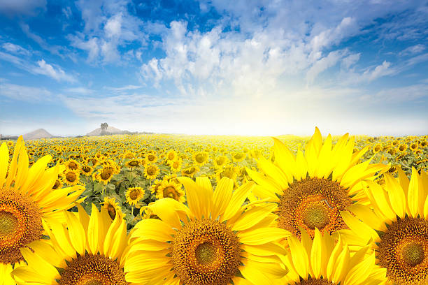 Field sunflower with flare light on the sun.
