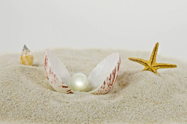 pearl en coquillage - pearl shell starfish beach photos et images de collection