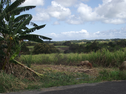 Landscape of Marie-galante inland