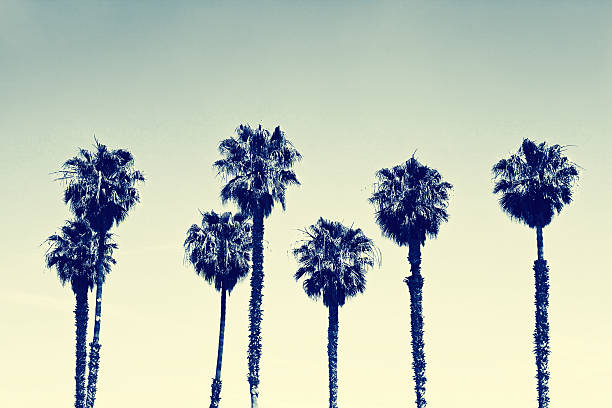 istock Row of palm trees 503565032
