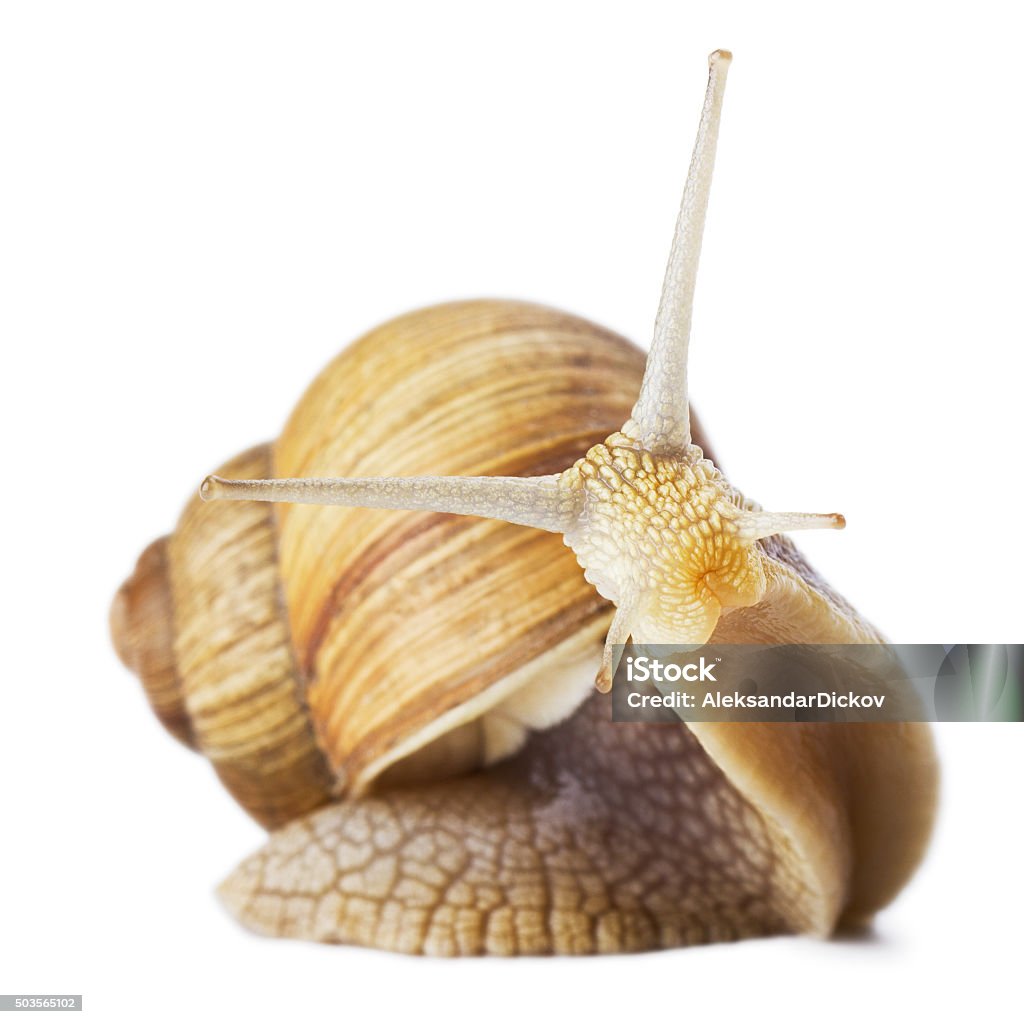 curious snail Studio shot of funny snail isolated on white. Snail Stock Photo