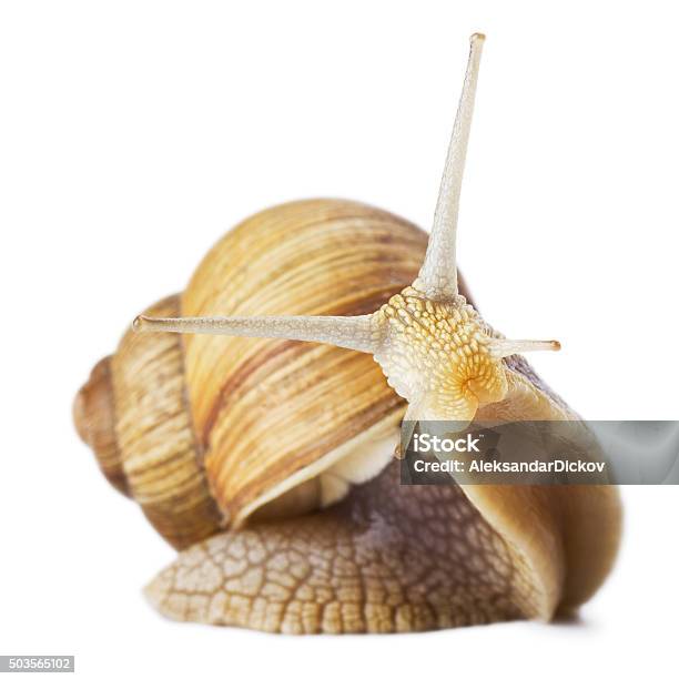 Curious Snail Stock Photo - Download Image Now - Snail, Cut Out, Insect