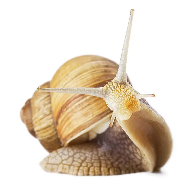 Photo of curious snail