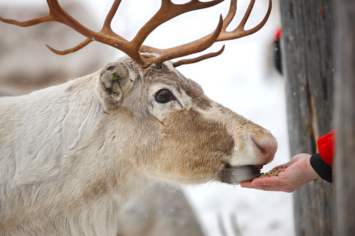 Feeding reindeer with hand in winter, Lapland, Finland.