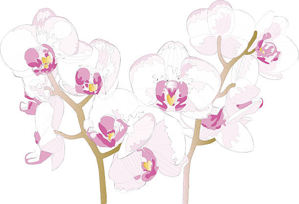 schöne orchidee - orchid red flower head white background stock-grafiken, -clipart, -cartoons und -symbole