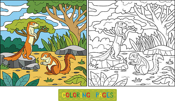 Coloring book (ground squirrel, xerus) Coloring book for children (ground squirrel, xerus) african ground squirrel stock illustrations
