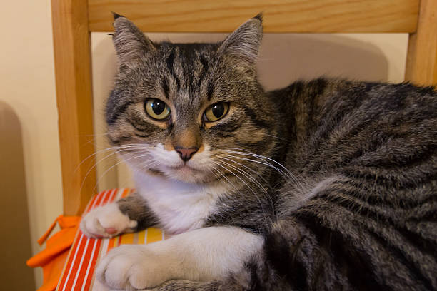 istock Domestic cat portrait 503565808