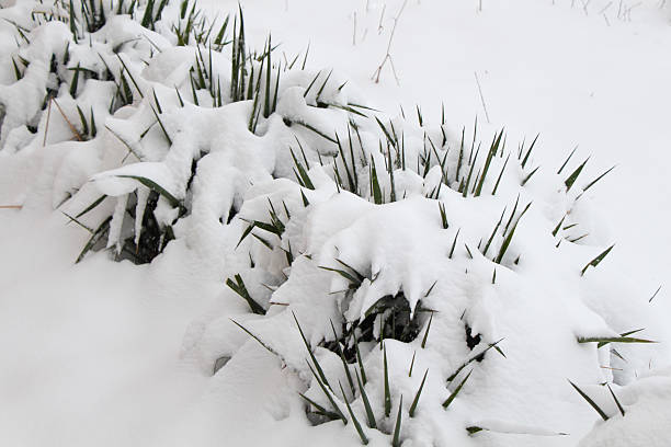 istock tropic flowers under snow 503566118