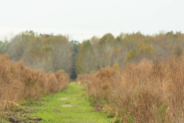 This is a vertical, color, royalty free stock photograph of the landscape in Paynes Prairie State Park located in Micanopy, Florida. The weather is cloudy and overcast on a winter day in December. Photographed with a Nikon D800 DSLR camera.