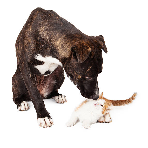 istock Large dog Sniffing Kitten 503566271