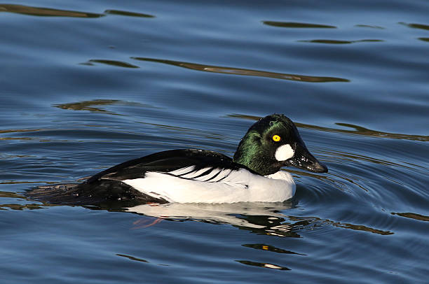 istock Male Common Goldeneye 503566278