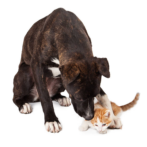 istock Large dog playing with kitten 503566289