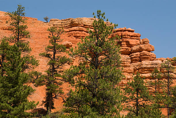 istock Red Rocks of Red Canyon and Pine Trees Bryce Utah 503566295