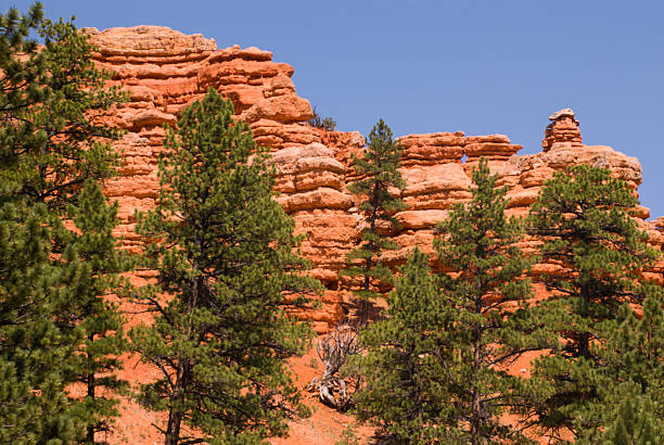 istock Pine Trees and Eroded Cliffs of Red Canyon Utah 503566303