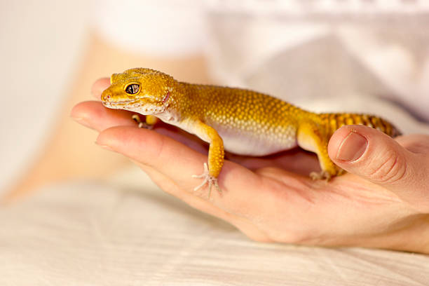 istock Cute gecko heating in hands 503566380