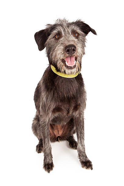 Happy Scruffy Mutt A cute young female Schnauzer and terrier mixed breed dog sitting against a white backdrop with a happy expression. wire haired stock pictures, royalty-free photos & images