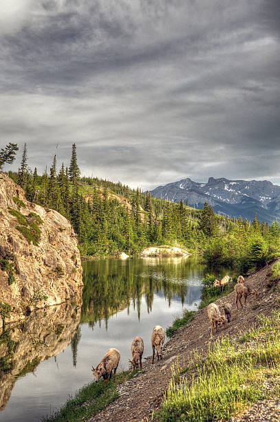 istock Canada Nature Collection - British Columbia - Jasper 503566816