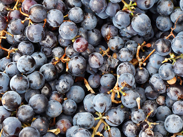 bunch of purple grapes stock photo