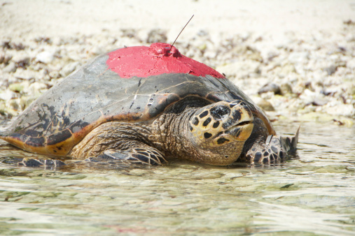 this hawksbill turtle has been fitted with a satellite tracker to determine its migratory route