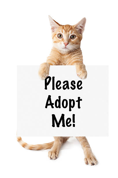 istock Golden White Muzzled Kitten Standing Holding Sign 503566949