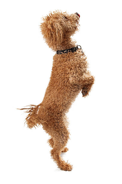istock Labordoodle Dog Standing Begging 503566959