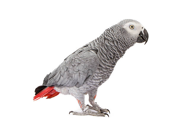 istock African Grey Parrot Standing to Side 503566997