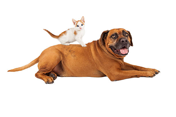 istock Kitten Sitting on Mastiff Dog 503567027