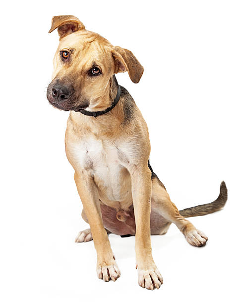 istock Boxer Mix Puppy Sitting Tilting Head 503567047