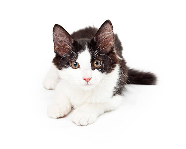 istock Black and White Kitten Laying Looking Into Camera 503567435