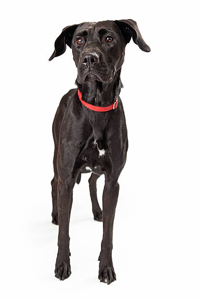 istock Alert Young Black Labrador Retriever Dog Standing 503567453