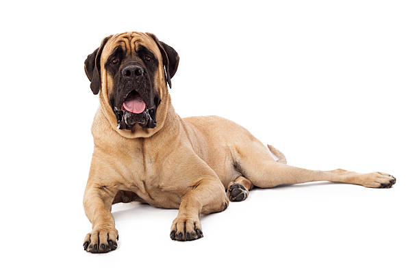 atento mastín perro establecer - molosser fotografías e imágenes de stock