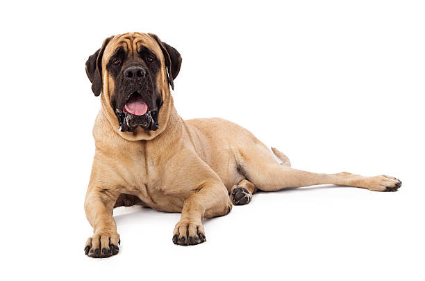 Attentive Mastiff Dog Laying A large Mastiff dog laying against a white backdrop with an alert and attentive expression guard dog photos stock pictures, royalty-free photos & images