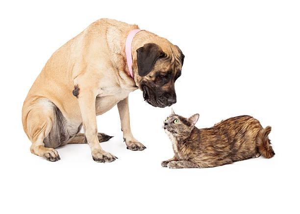 istock Mastiff Dog Looking Down at Adult Cat 503567765