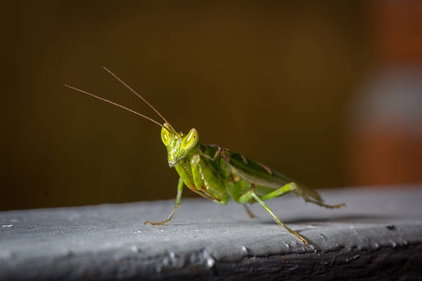 istock green mantis insect close up 503567824