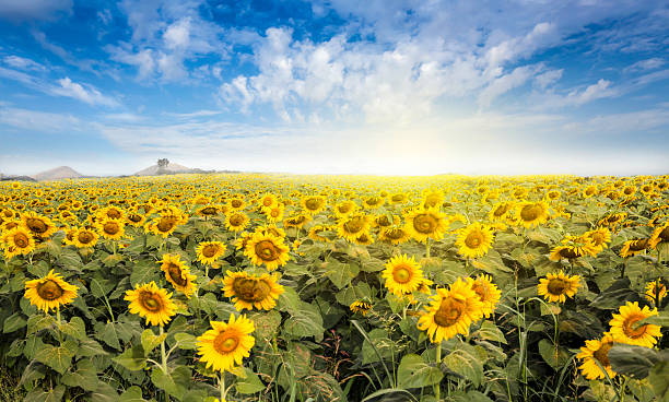 istock Field sunflower with flare light on the sun. 503567844