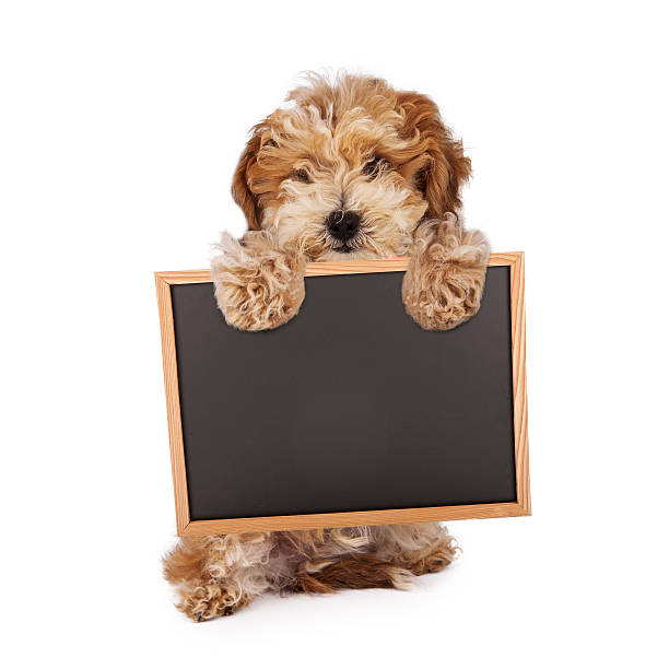 istock Havanese puppy holding blank chalk board sign 503567897
