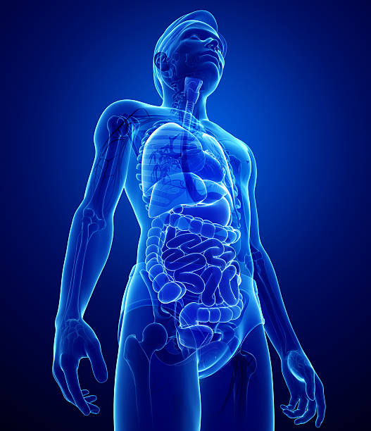 istock x-ray digestive system of male body 503568301
