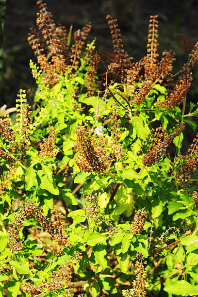 istock The basil in the garden 503568371