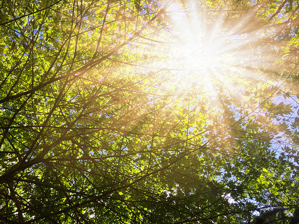 istock Under the tree flare light of sun. 503568376