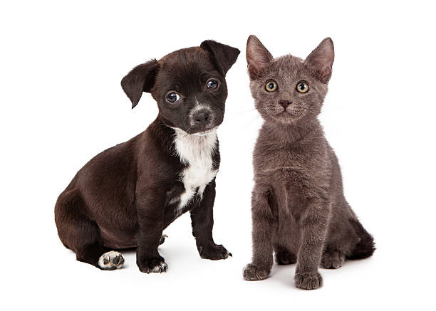 Black and white puppy and a gray kitten sitting together. Both animals are eight weeks old.