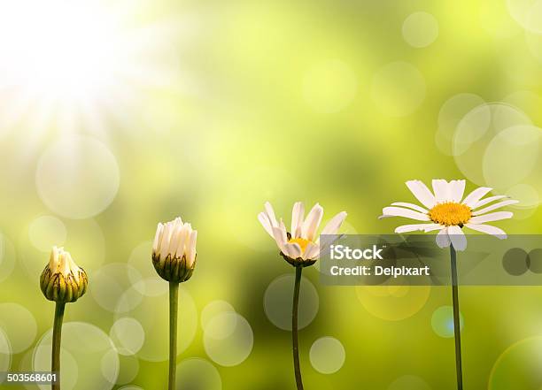 Gänseblümchen Auf Grün Natur Hintergrund Stadien Des Wachstums Stockfoto und mehr Bilder von Wachstum