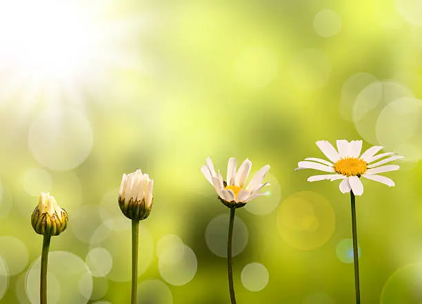 Photo of Daisies on green nature background, stages of growth