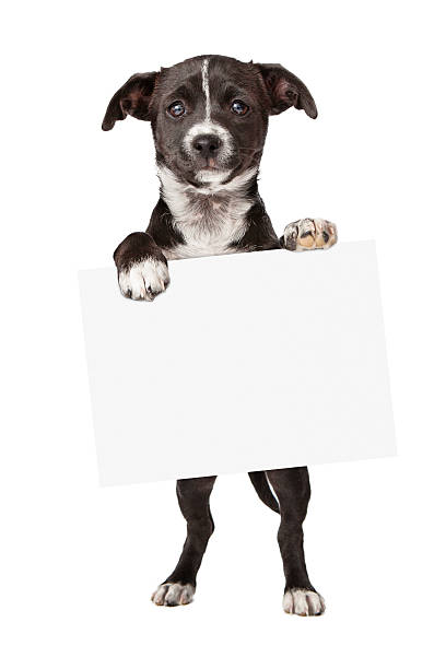 istock Black and White Puppy Holding Blank Sign 503568611