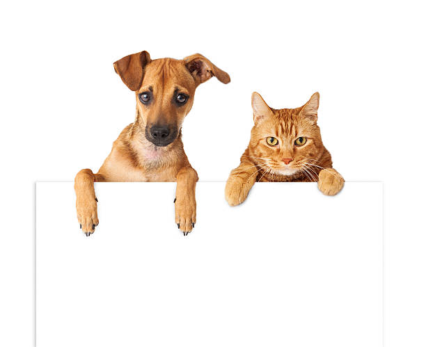 istock Dog and Cat Over Blank Sign 503568619