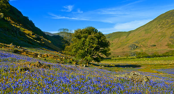 istock Bluebells of Rannerdale 503568666
