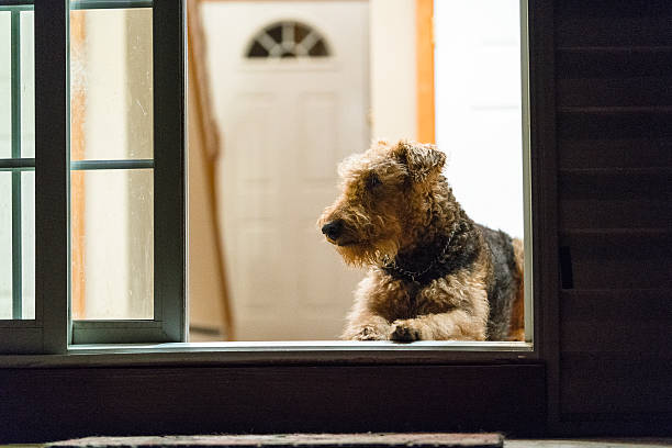 Airdale terrier dog lies on the floor next to door Airdale terrier dog lies on the floor next to the open entrance door airedale terrier stock pictures, royalty-free photos & images