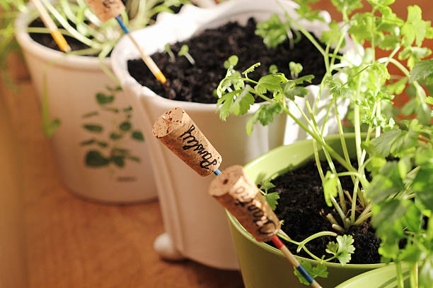 istock Herbs with markers growing in pot 503568706