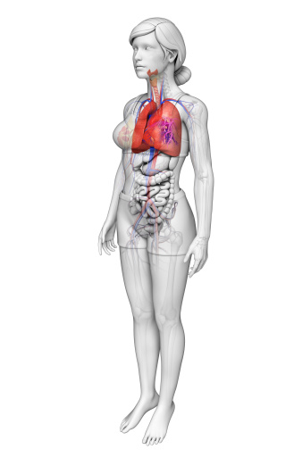 Illustration of female lungs anatomy
