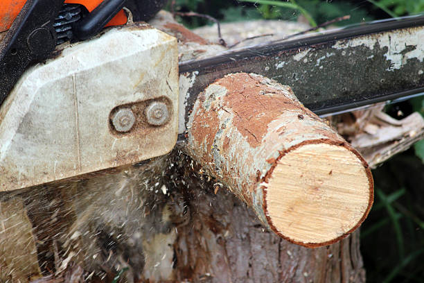 istock Image of man using chainsaw to cut wooden logs / firewood 503569097