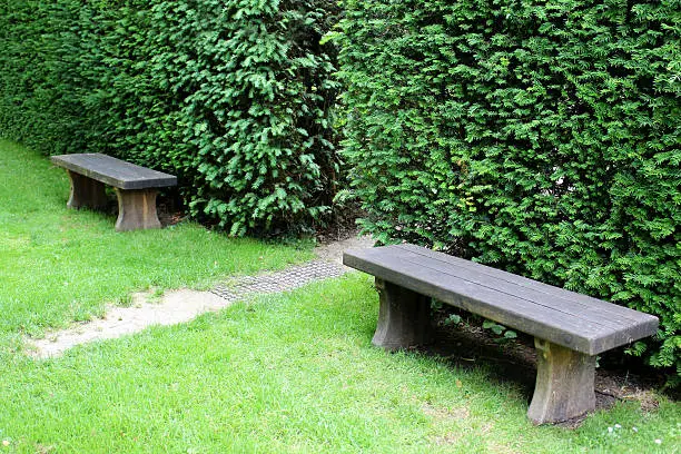 Photo showing two simple wooden benches positioned in front of a tall, clipped common yew hedge (taxus baccata), either side of a narrow hidden pathway leading into a secret garden away.